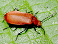 Pyrochroa serraticornis